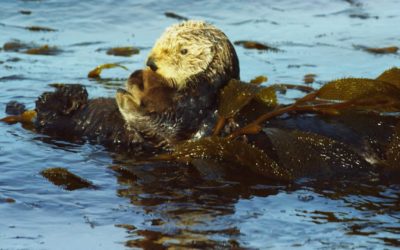 Wild About Otters