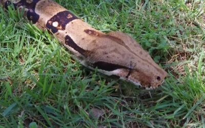 Boa Constrictor