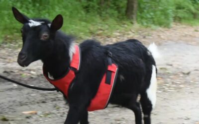 Nigerian Dwarf Goats