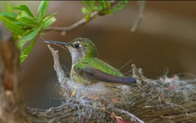 Hummingbird