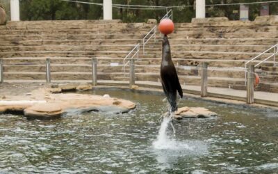 Sea Lion Zoolympics