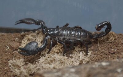 Emperor Scorpions