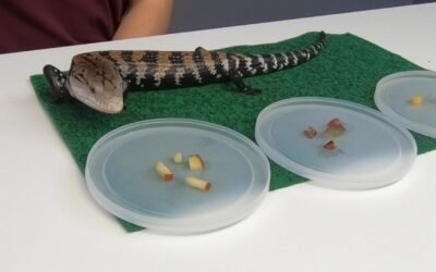 Trying New Foods with a Lizard