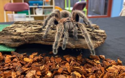 Rose Hair Tarantula