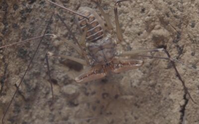 Tailless Whip Scorpion