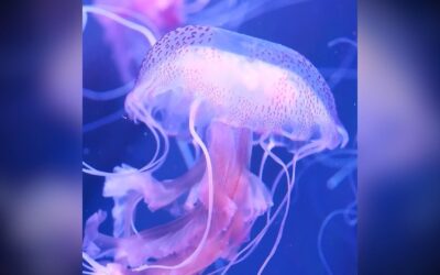 Soothing Jellyfish