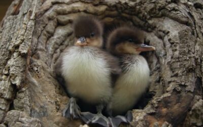 Ducklings Leave the Nest