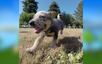 Puppies at Play