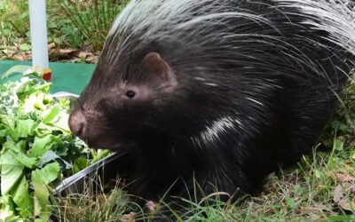 African Crested Porcupine