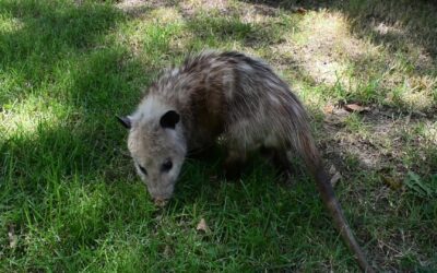 Virginia Opossum