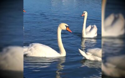 Swans