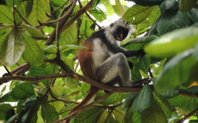 Zanzibar Red Colobus Monkey