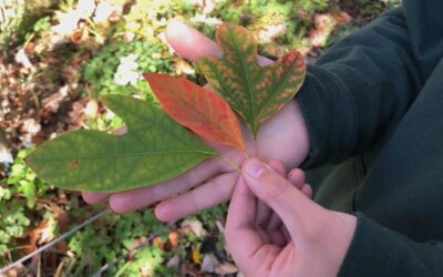 Why Do Leaves Change Color?