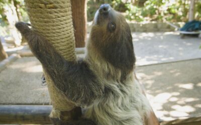 5 Fun Facts & Things to Know About Sloths