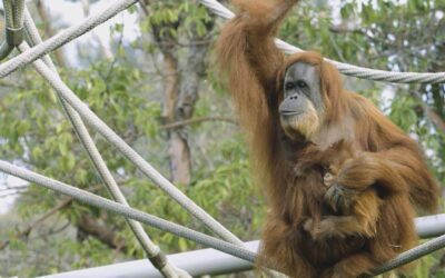 Baby Orangutan Aisha