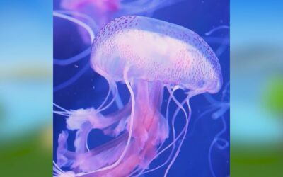 Soothing Jellyfish