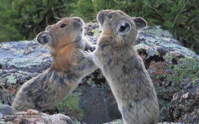 Scientists in Action: Protecting Pika