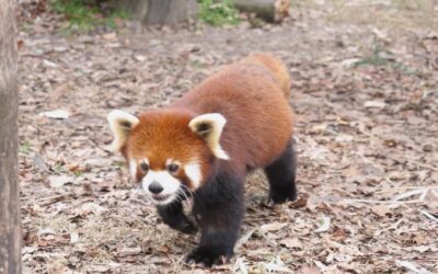 Red Pandas