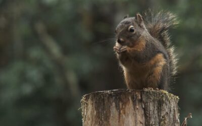 Squirrel Soothing