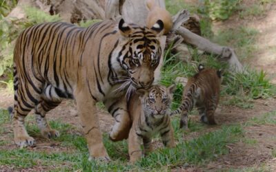 Three Sumatran Tiger Cubs