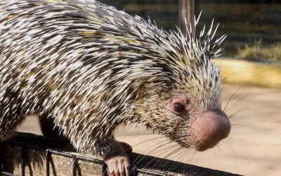 Prehensile-tailed porcupine