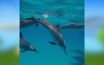 Dolphins