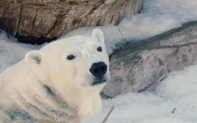 Polar Bear Snow Day