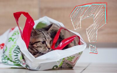 Let the Cat Out of the Bag – Say What?!