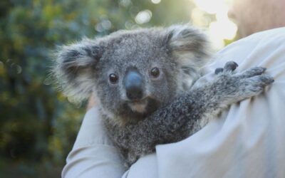 Koala Joeys